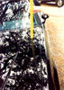A car's hood reflects leaves 40 feet above the car.